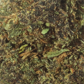 Saphire Kush THV-N10