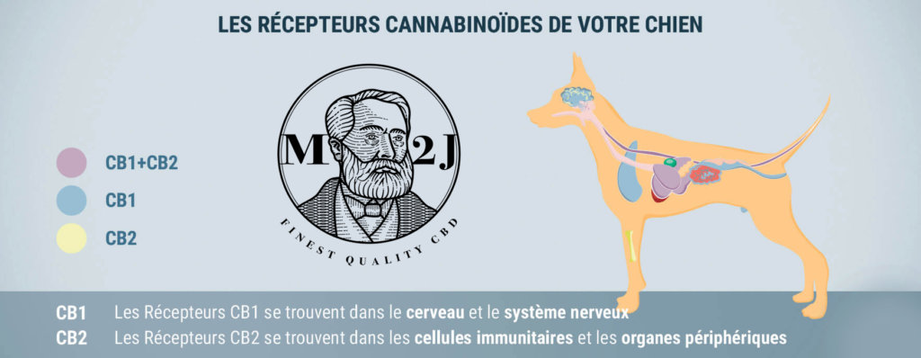 Récepteur cannabinoïdes chien