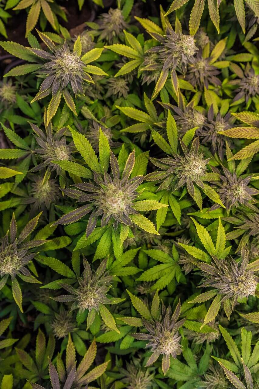 Quelles sont les meilleures fleurs de CBD ?