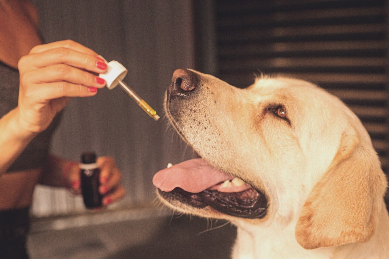 Est-ce que le CBD est dangereux pour les chiens ?