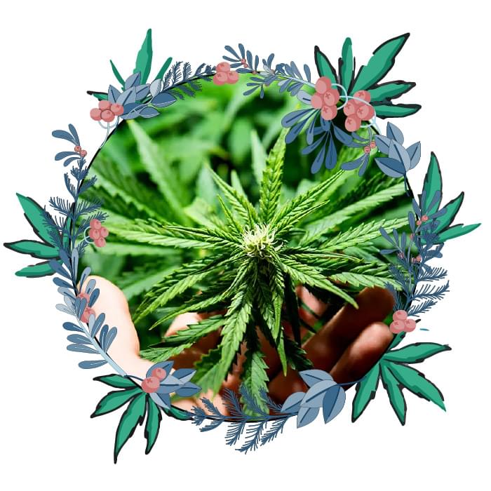 M2J est un E-commerçant spécialisé dans le Cannabis thérapeutique