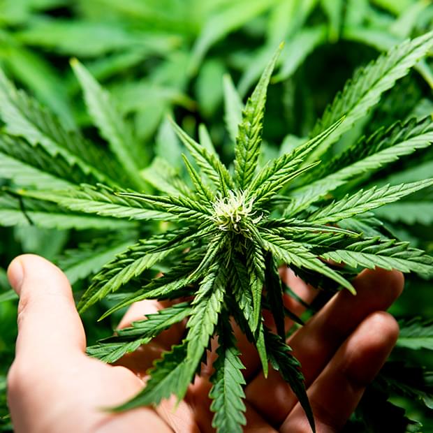 M2J est un E-commerçant spécialisé dans le Cannabis thérapeutique